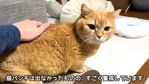 警戒しているマンチカン