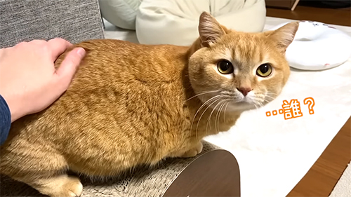 誰？という反応のマンチカン