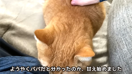 甘えはじめたマンチカン