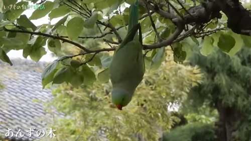 庭のあんずの木にぶら下がるワカケホンセイインコ