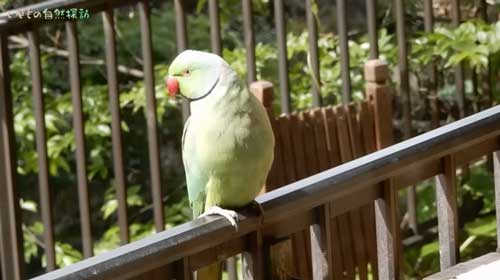 庭のあんずの木にぶら下がるワカケホンセイインコ