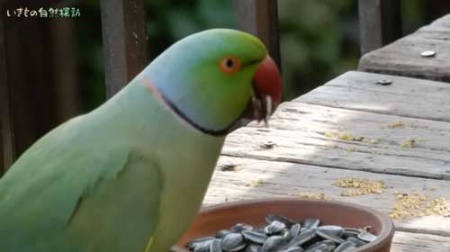 庭のあんずの木にぶら下がるワカケホンセイインコ