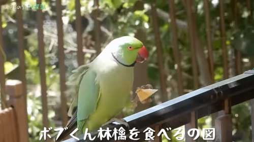 庭のあんずの木にぶら下がるワカケホンセイインコ