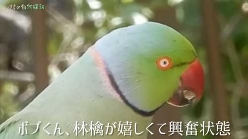 庭のあんずの木にぶら下がるワカケホンセイインコ