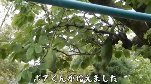庭のあんずの木にぶら下がるワカケホンセイインコ