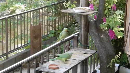 庭のあんずの木にぶら下がるワカケホンセイインコ