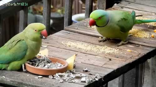 庭のあんずの木にぶら下がるワカケホンセイインコ