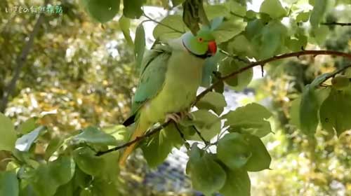 庭のあんずの木にぶら下がるワカケホンセイインコ