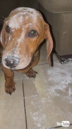 小麦粉をかぶった子犬