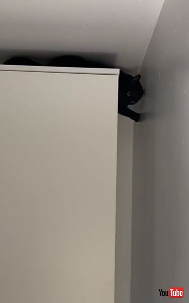 スパイダーマンみたいな猫