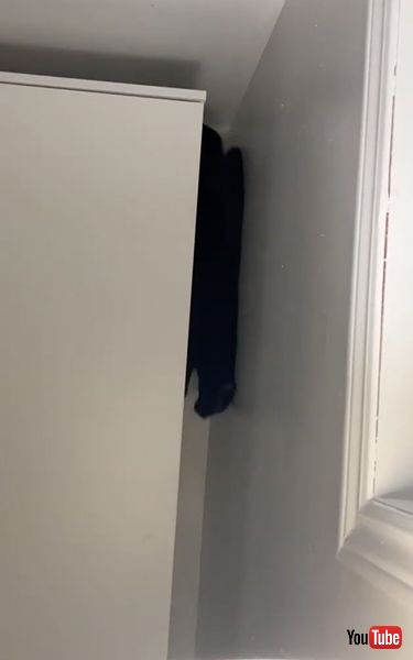 スパイダーマンみたいな猫