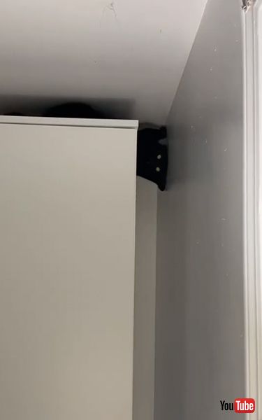 スパイダーマンみたいな猫