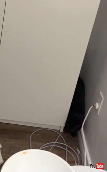 スパイダーマンみたいな猫