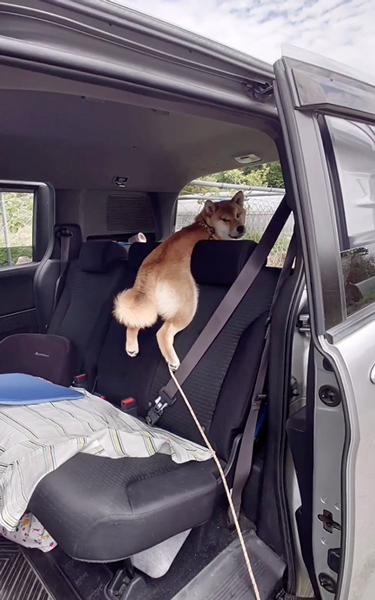 弁当泥棒が見つかった柴犬