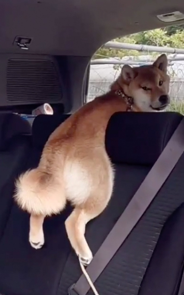 弁当泥棒ワンコのアップ