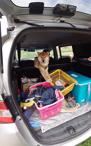 弁当泥棒しようとしてはまった柴犬