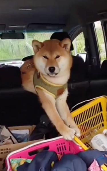 弁当泥棒しようとしてはまった柴犬のアップ