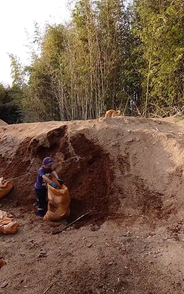 高速ホリホリする柴犬