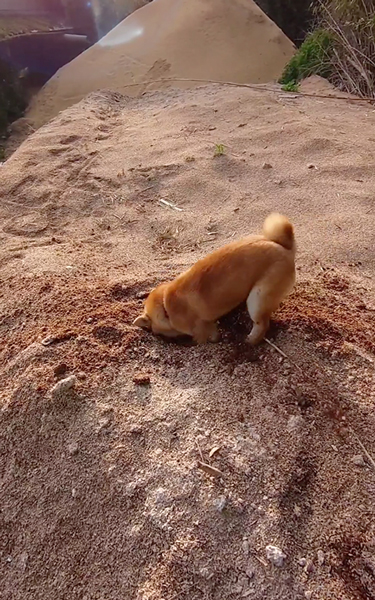高速ホリホリする柴犬