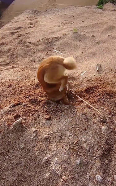 高速ホリホリする柴犬