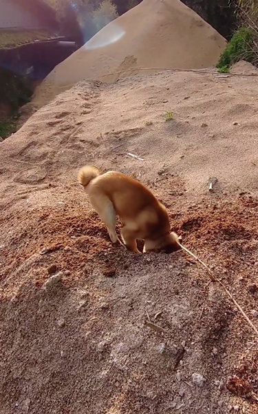 高速ホリホリする柴犬