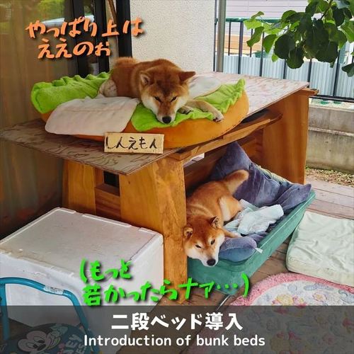 2段ベッドで寝る柴犬たち