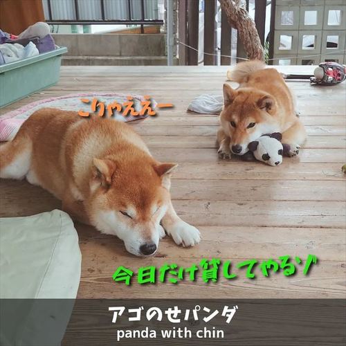 寝転ぶ柴犬たち