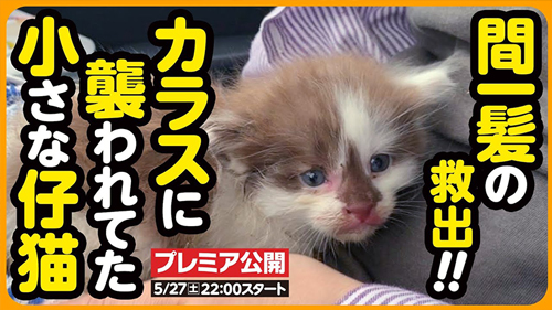 カラスに襲われていた子猫を保護サムネ