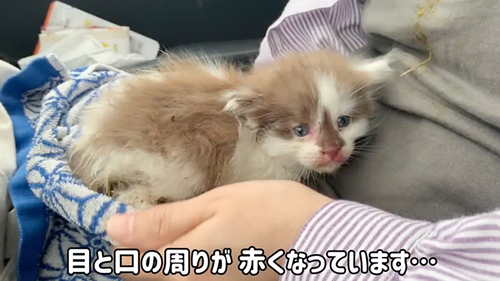 保護された子猫
