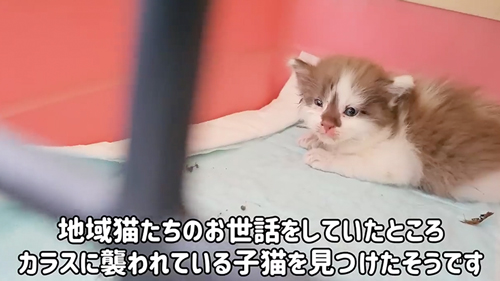 保護された子猫