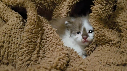 保護された子猫