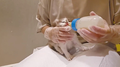 ミルクを飲む子猫