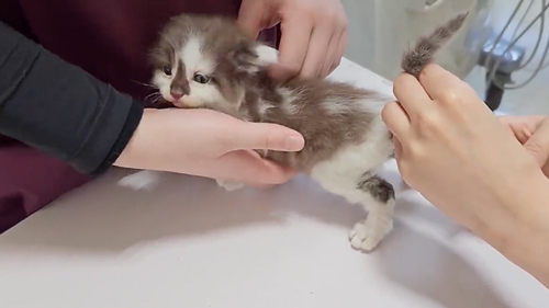 動物病院で診察を受ける子猫