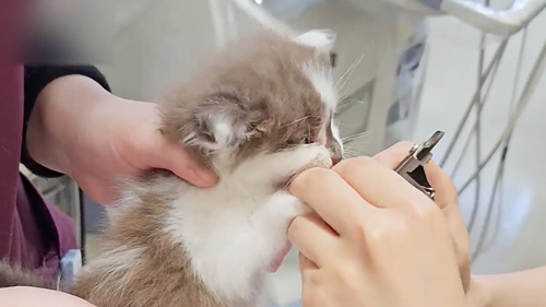 動物病院で診察を受ける子猫