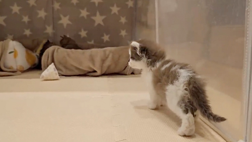 他の子猫と合流する保護子猫