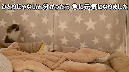 元気に遊びだした子猫