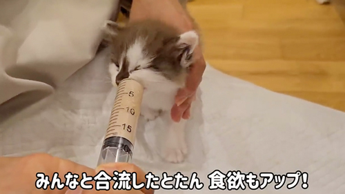 ミルクを飲みだした子猫