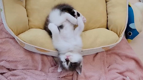 ヘソ天で寝る子猫