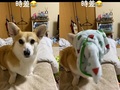 ワンコとパジャマで遊んでいたら……謎の時差が発生し爆笑　330万再生のおちゃめなコーギーに「かわいすぎる！」