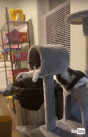 猫の寝落ち