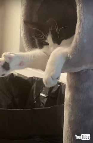 猫の寝落ち