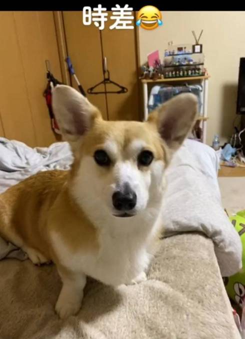 コーギーのくきたん
