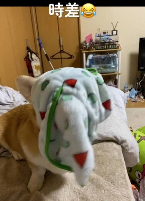 お布団投げられる犬