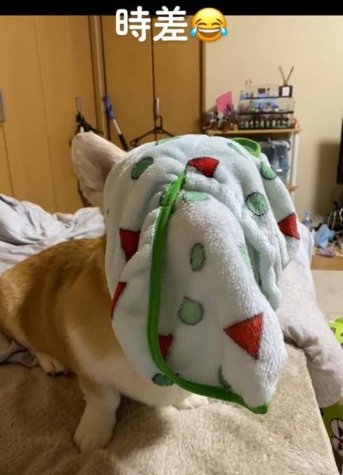 しーんとするコーギー
