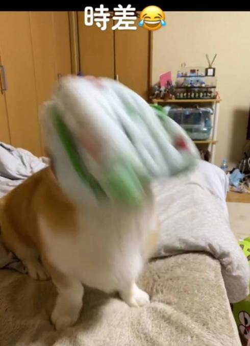 びっくりするコーギー