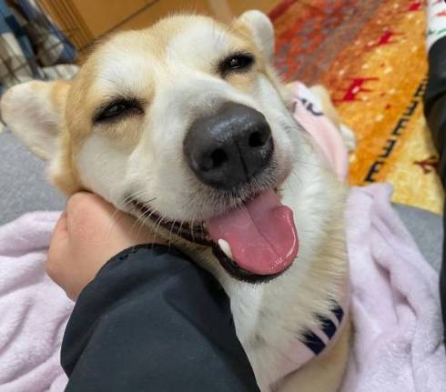 幸せそうなコーギー