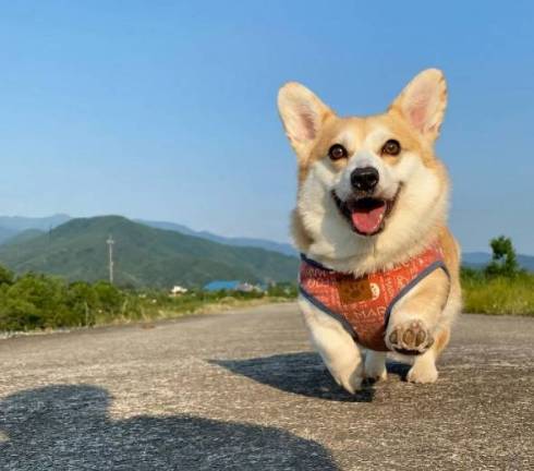 空とコーギー