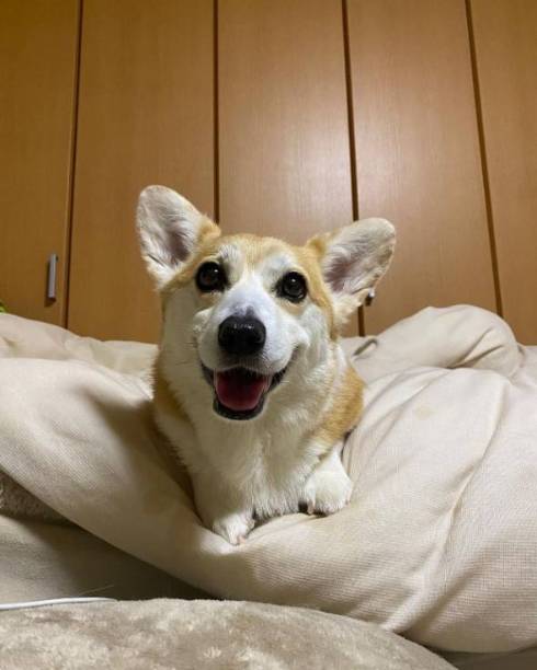 笑顔のコーギー