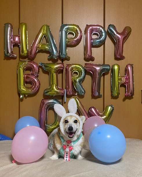 誕生日当日のコーギー