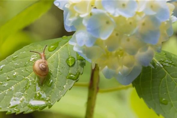 梅雨